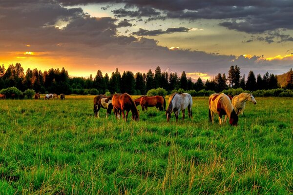 Pferde auf dem grünen Feld zerreißen Gras