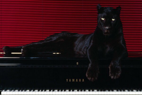 Der Panther liegt auf einem Klavier vor dem Hintergrund der Linien