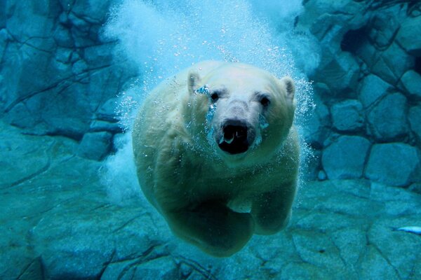 Foto eines Bären unter Wasser
