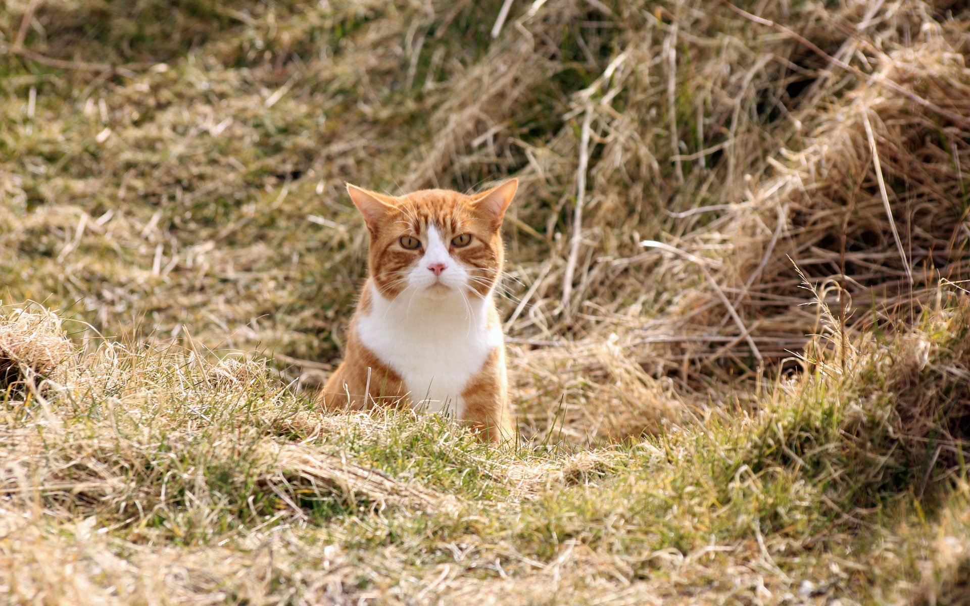 katze feld natur