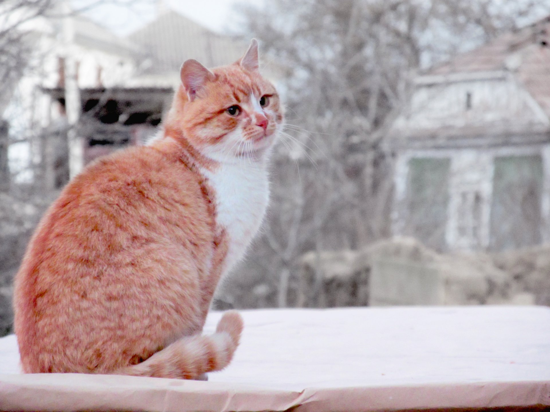 katze tier rot katze