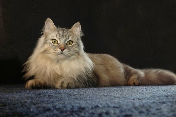 Eine flauschige Katze liegt auf einem Teppich