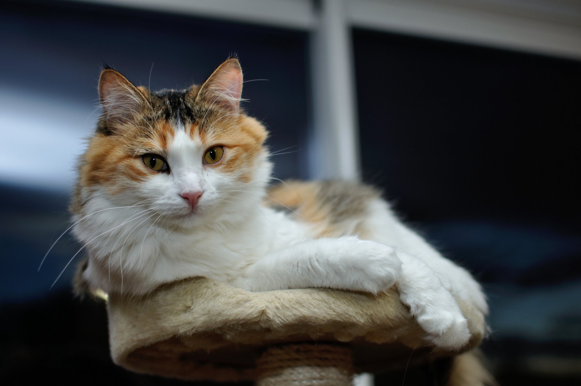 katze schnauze liegt