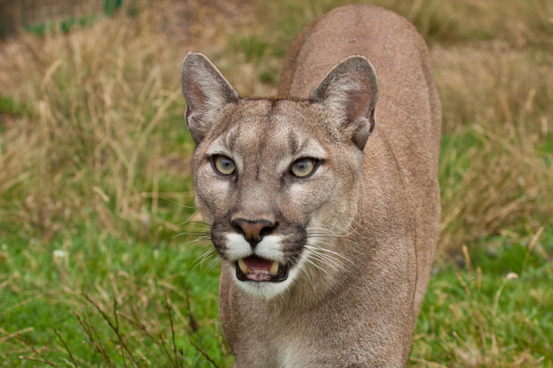 puma puma berglöwe katze blick