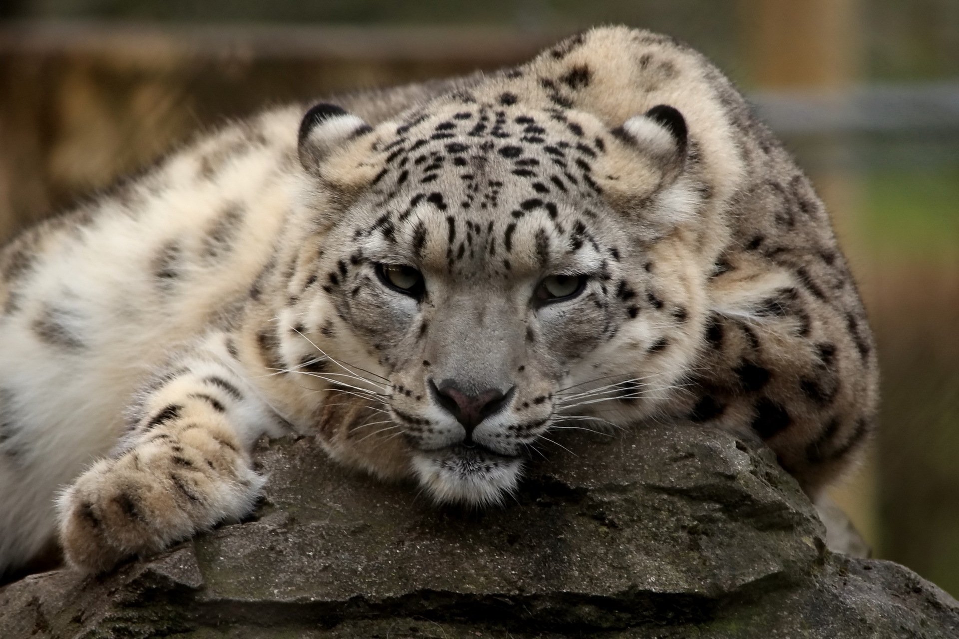 schneeleopard irbis ruhe schnauze raubtier blick