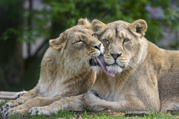 Löwe und Löwin, Katzenfamilie