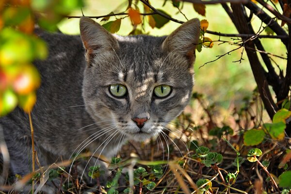Eine graue Katze mit grünen Augen schaut aus dem Busch