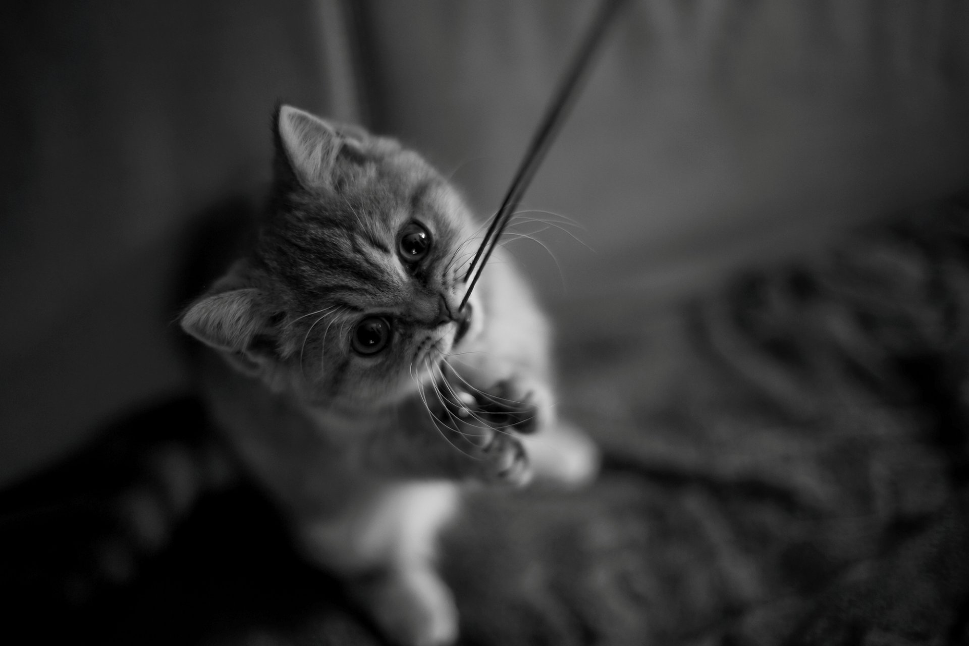 kätzchen katze katze faden pfoten schnurrbart schnauze aussehen schwarz und weiß