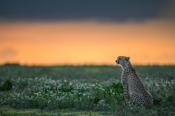 Gepard in freier Wildbahn, Raubtier im Gras, anmutiger Gepard