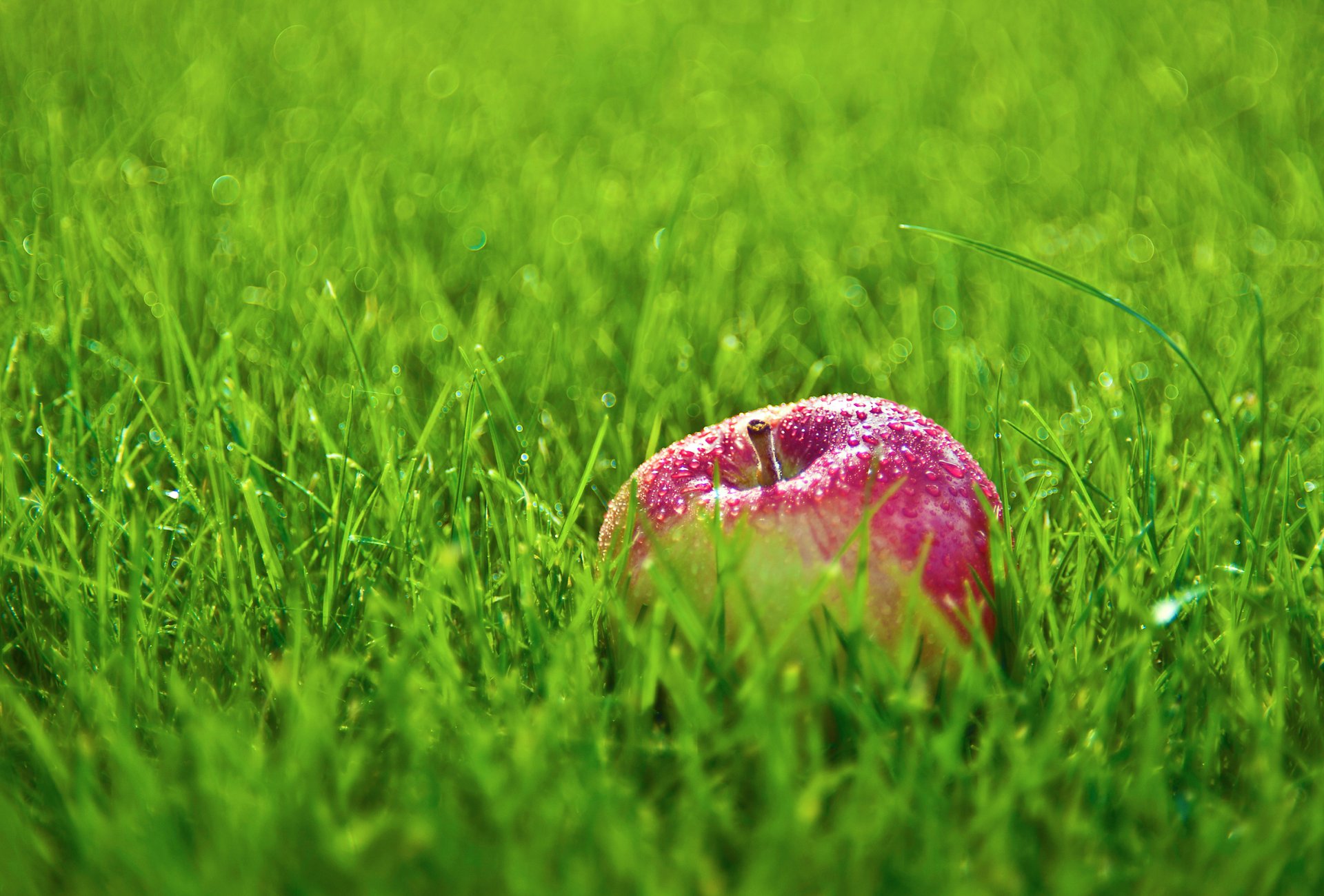 apfel gras tropfen tau