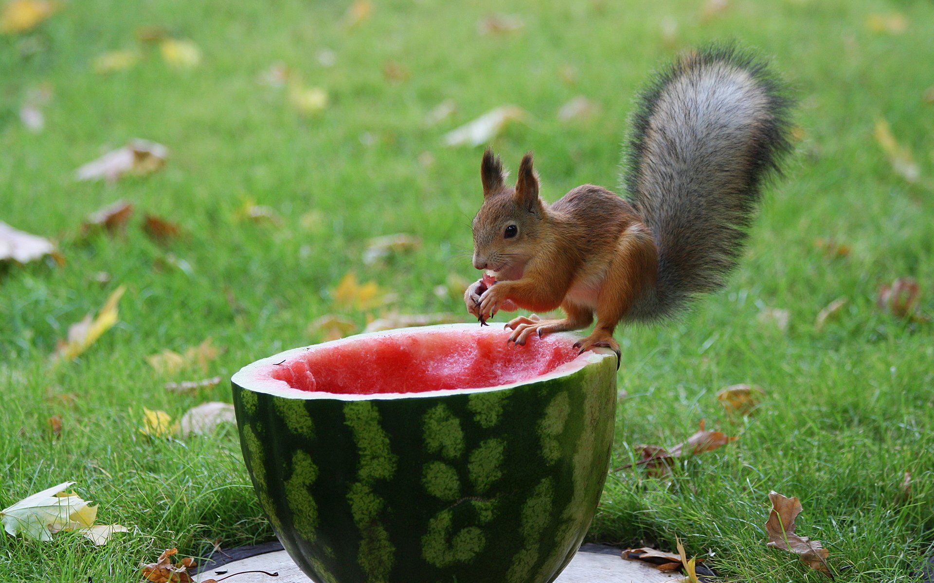 hintergrund gras blätter wassermelone fruchtfleisch eichhörnchen flauschig schwanz pfoten krallen essen