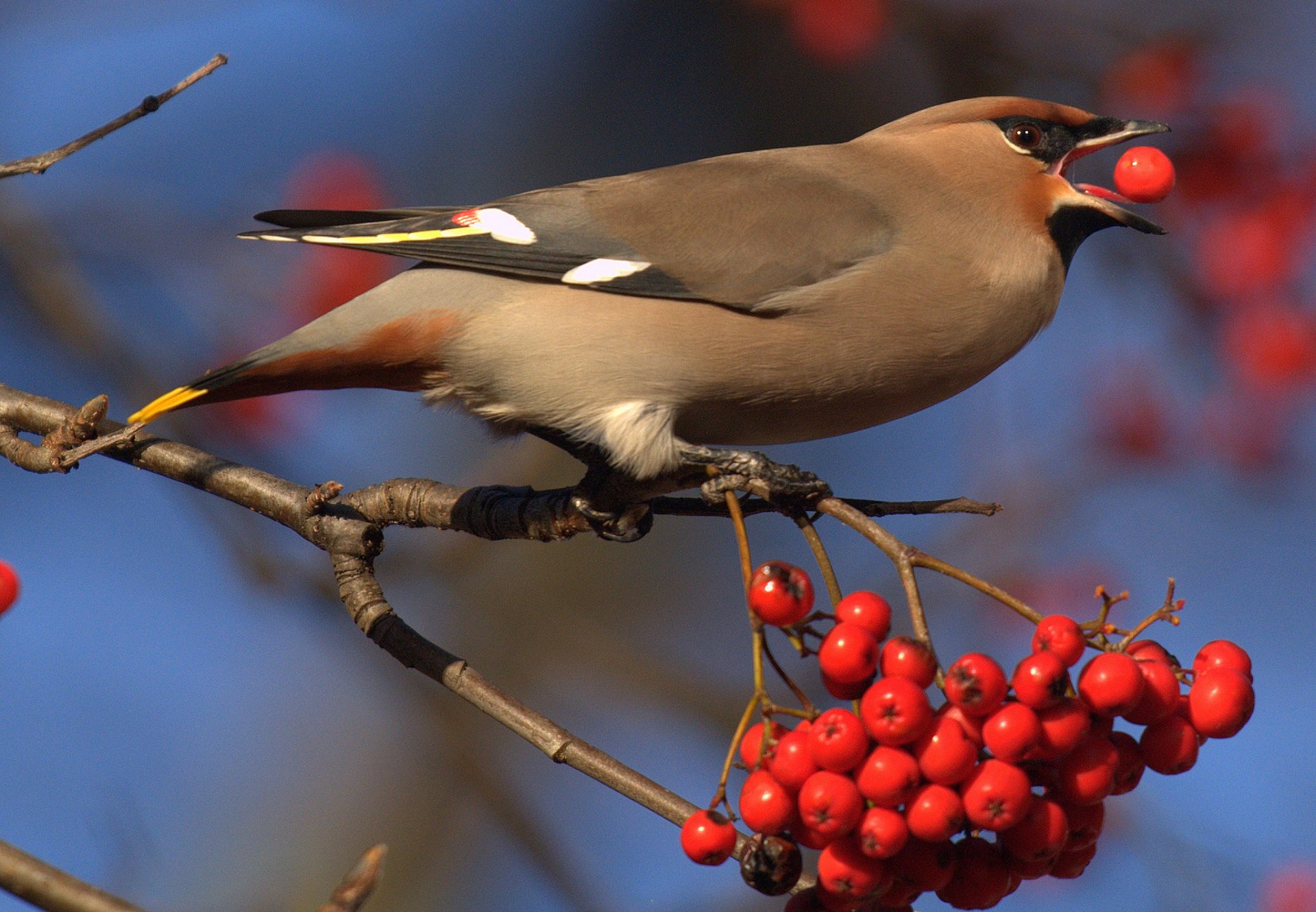 vogel federn schnabel beeren zweig