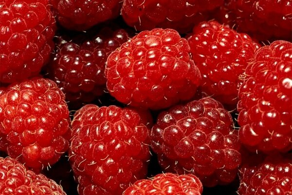 Himbeeren in Nahaufnahme aufgenommen