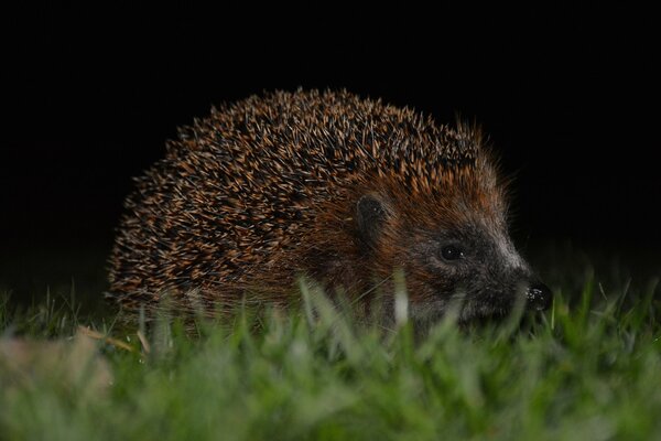 Waldbewohner kamen ins Licht