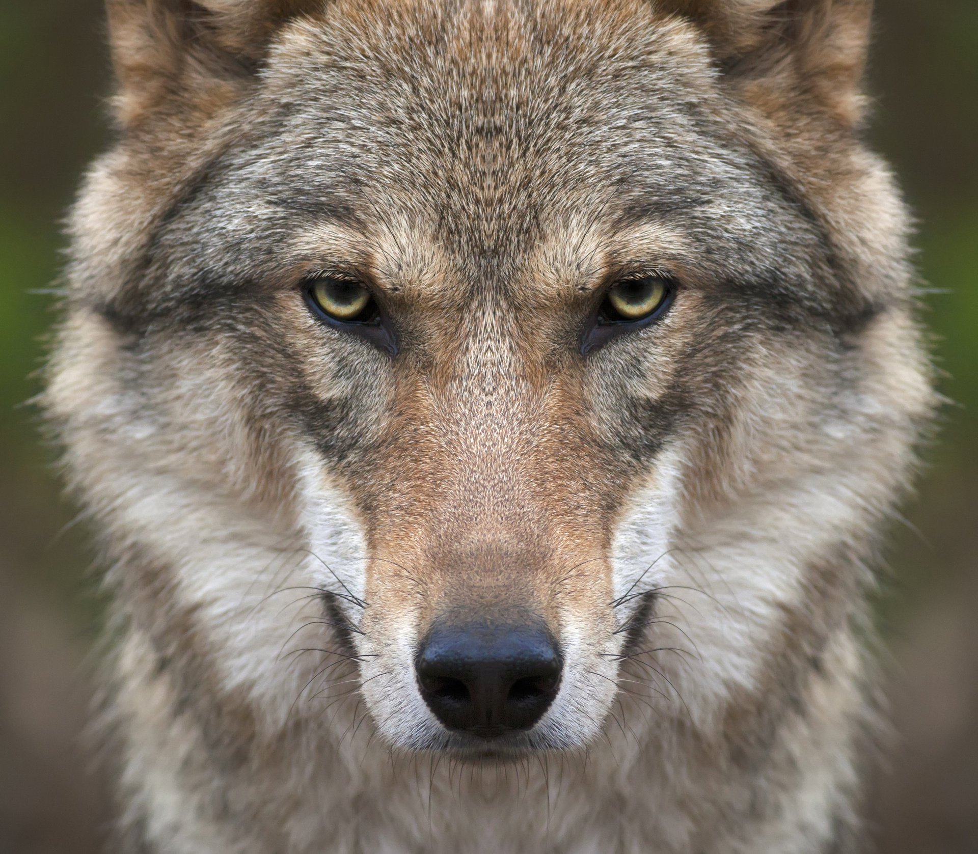 wolf schnauze blick raubtier