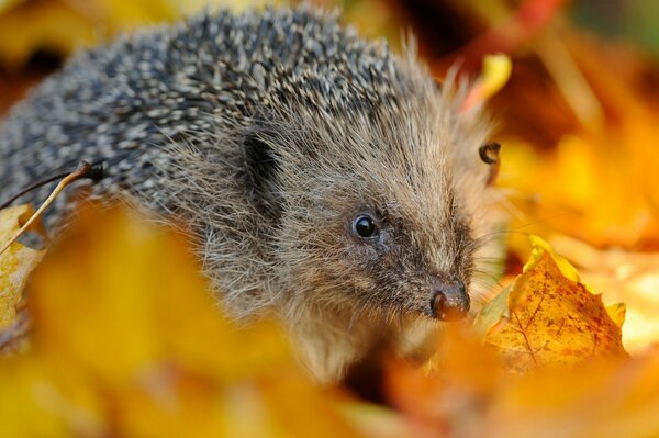 Süßer Igel im Herbstlaub