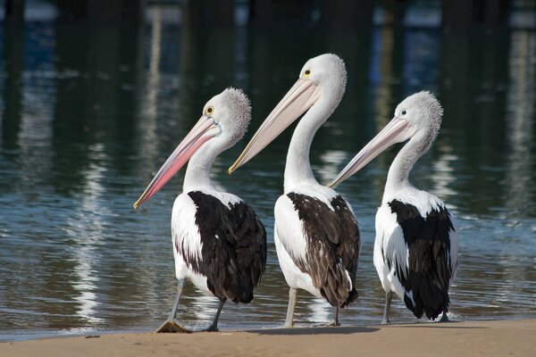 Pelikanen-Trio am Wasserrand