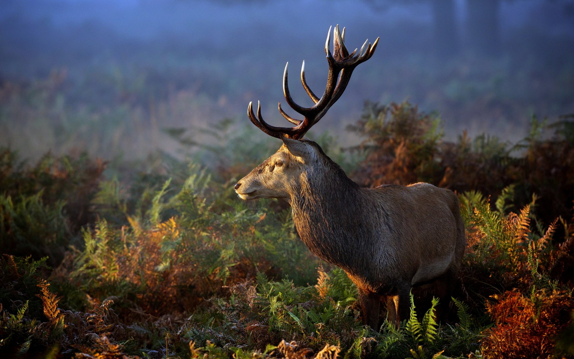 hirsch natur gras tier hörner