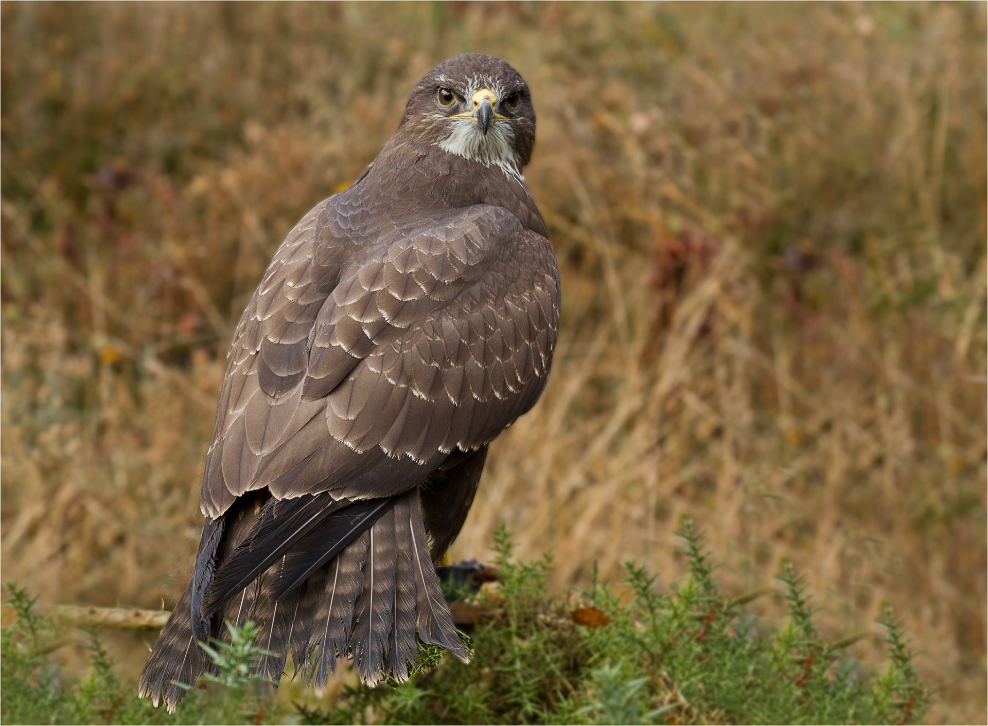 vogel raubtier bussard falke blick