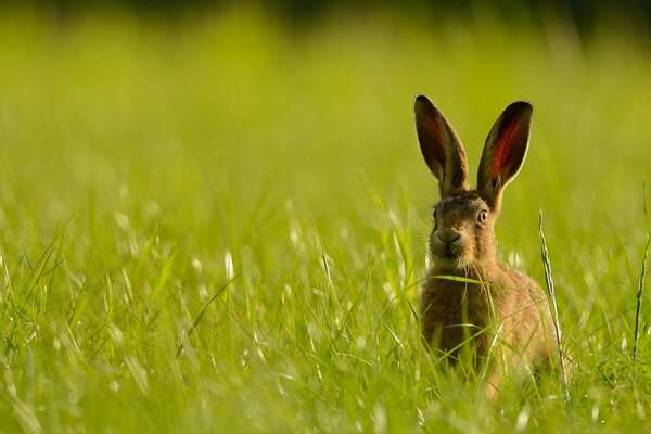 Der Ohrhase hat sich im Gras versteckt, Sommer