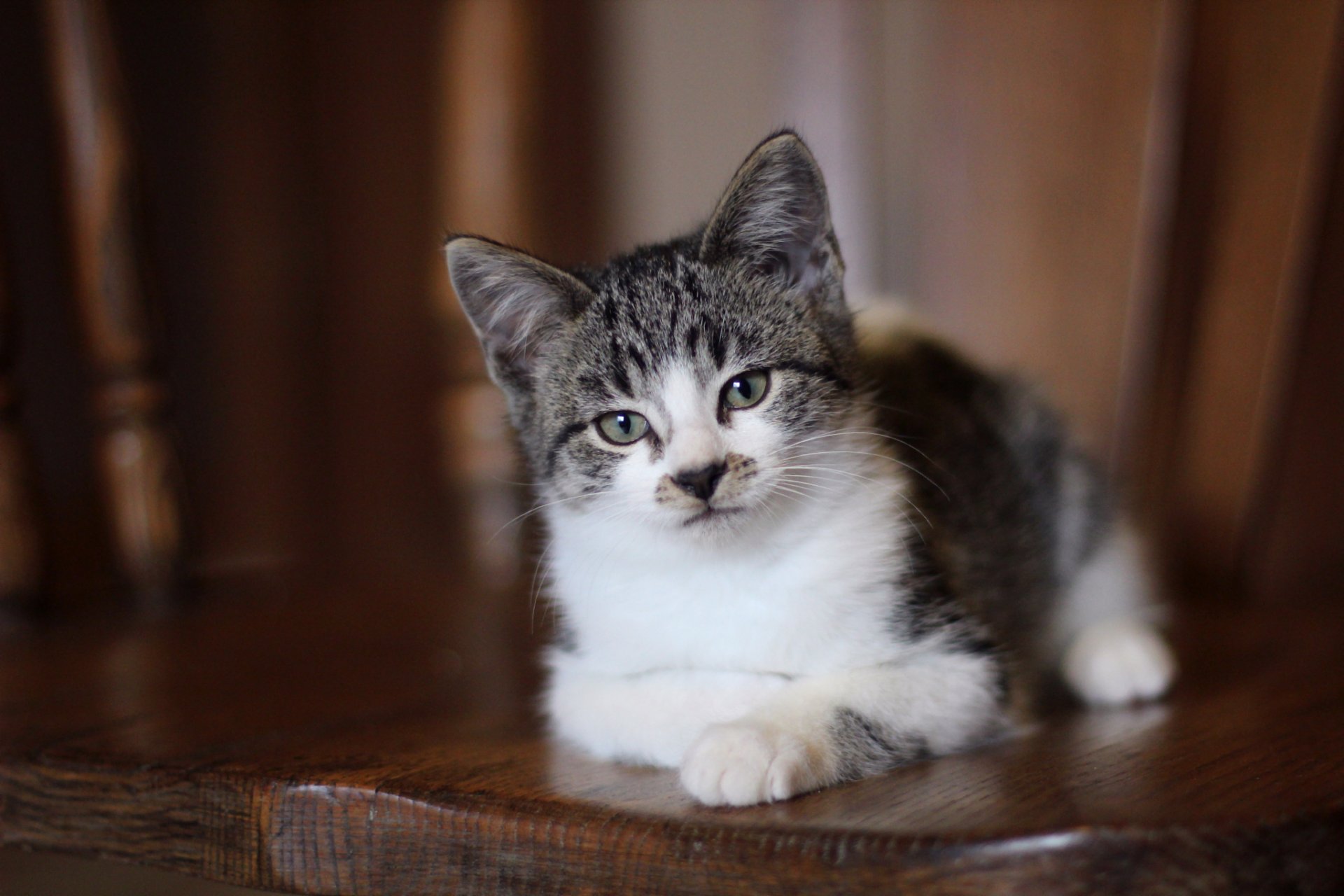 katze kätzchen blick graue augen liegt