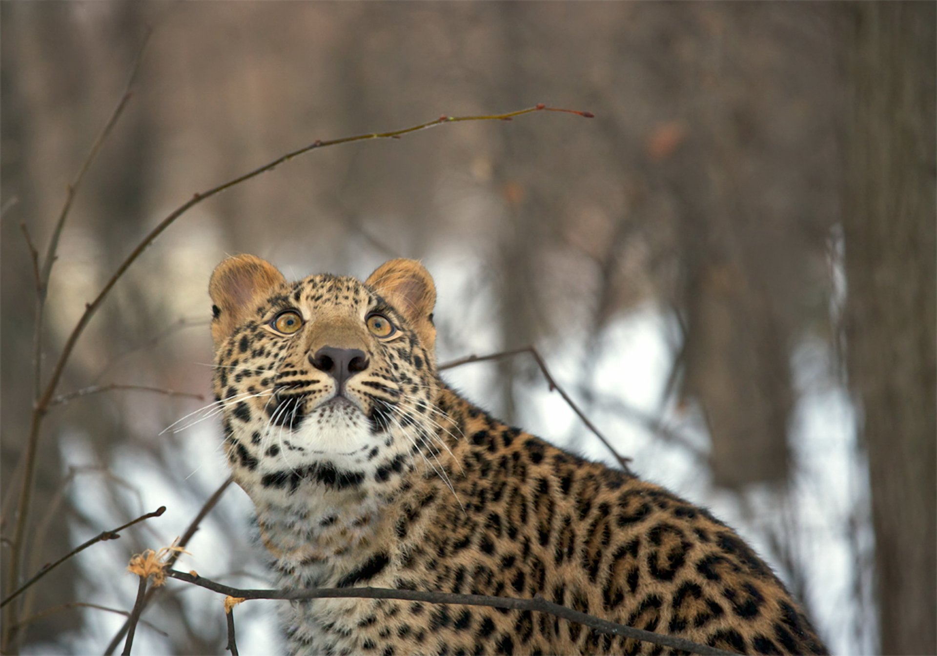 leopard blick winter wald schnee
