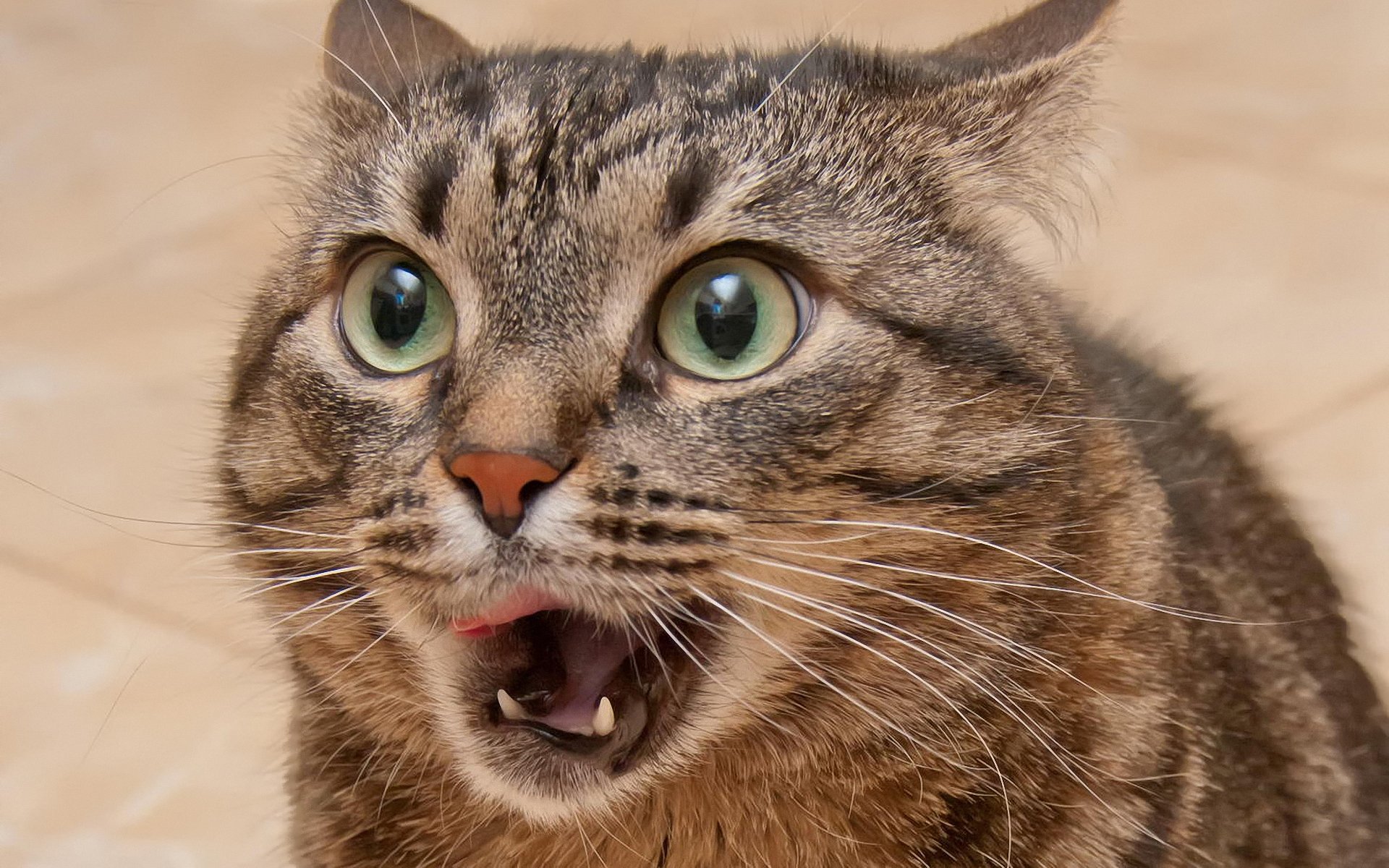 katze augen schnurrbart