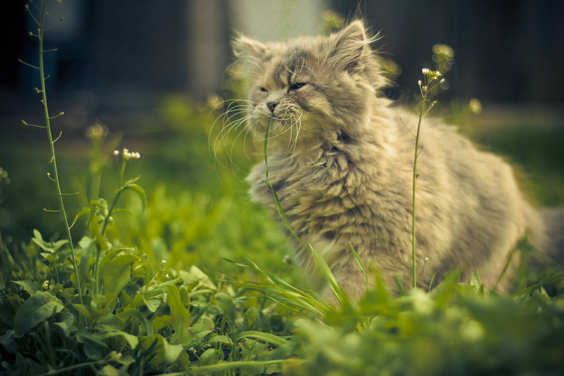 katze gras sommer gelassenheit vista