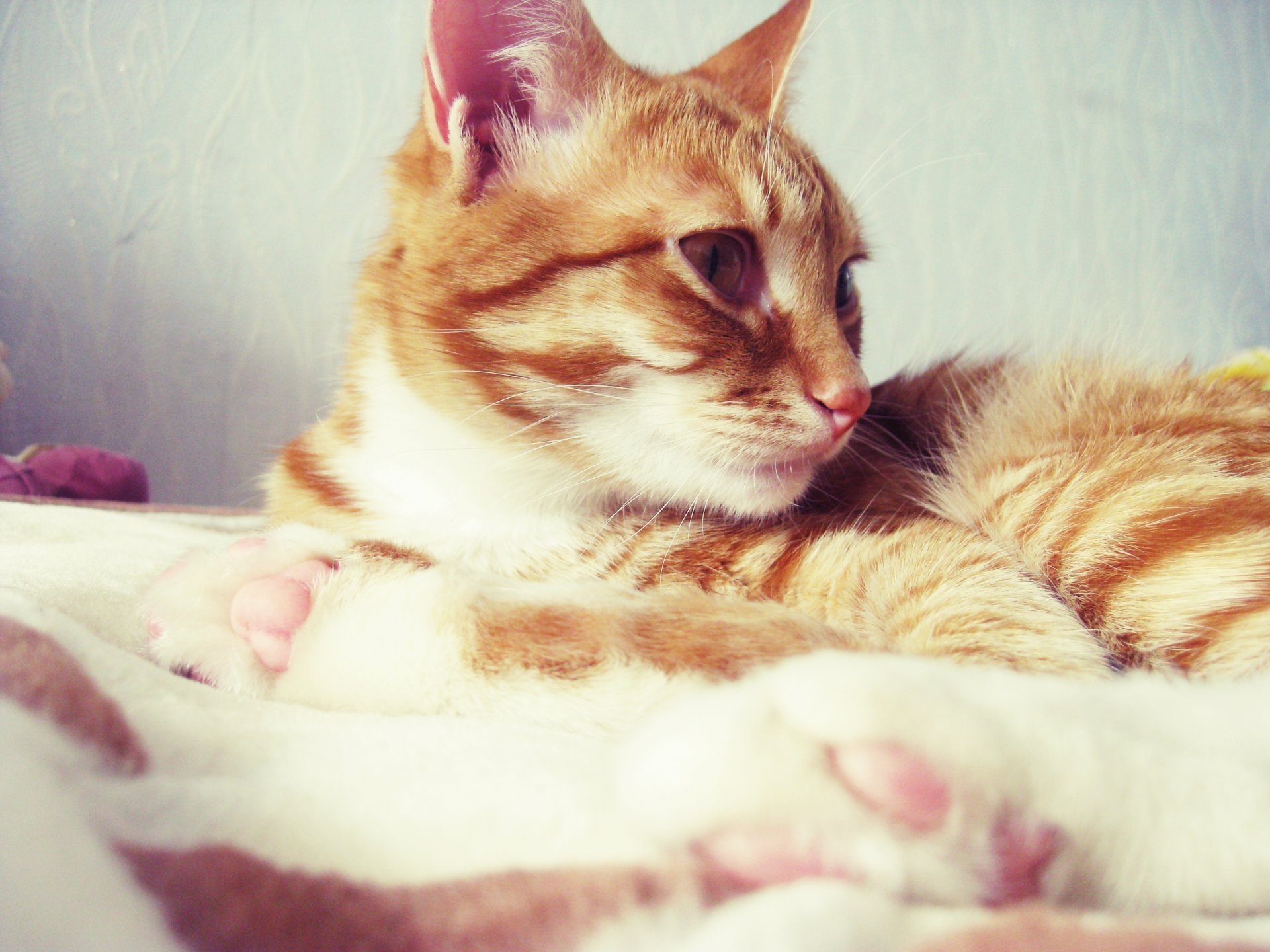 katze katze rot liegt