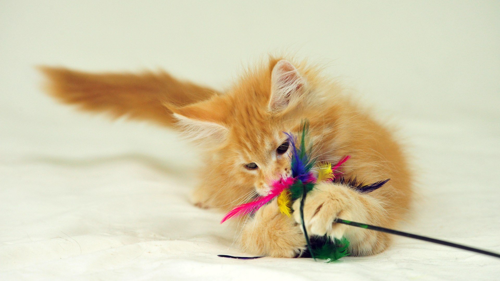 katze spielzeug spielt