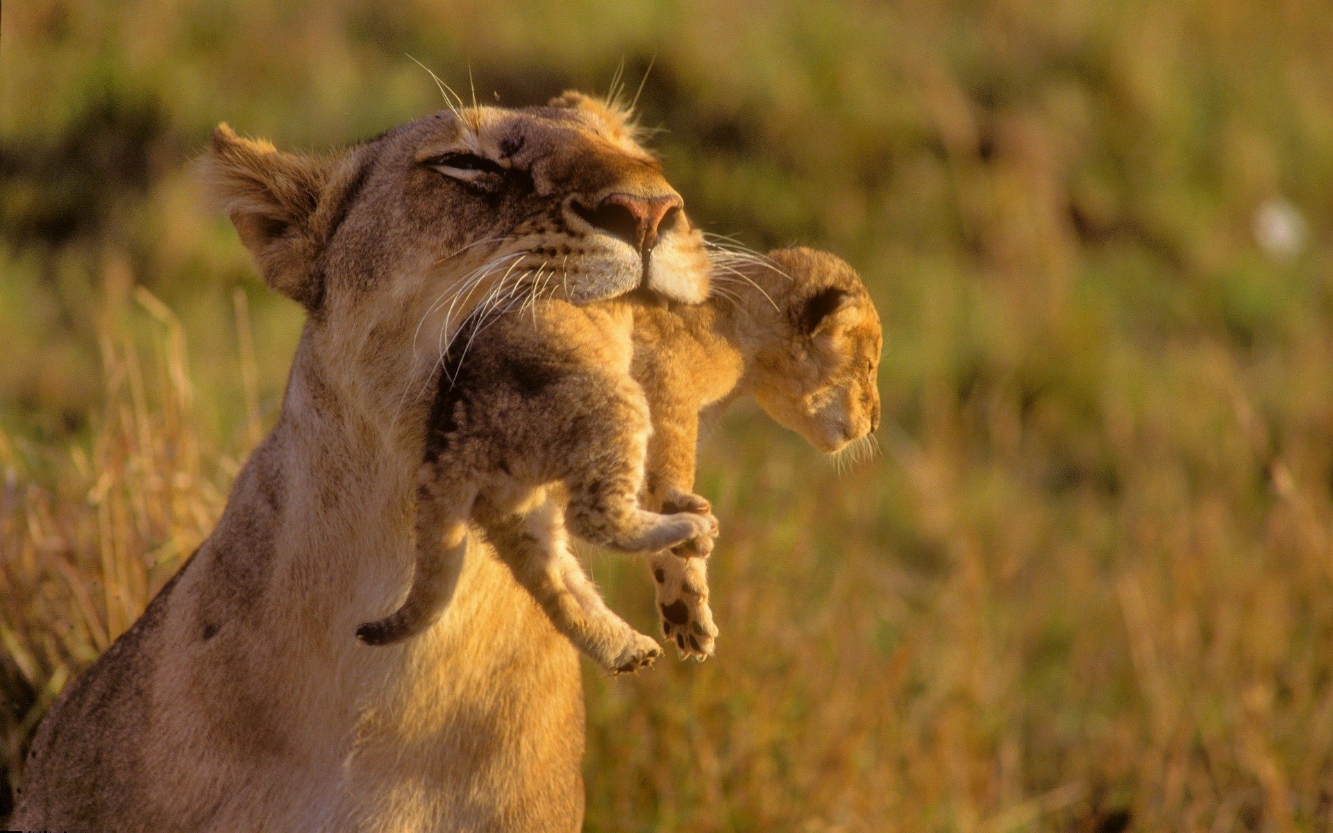 wildkatzen löwe löwen mama kleinkinder pflege löwenjunge tiere