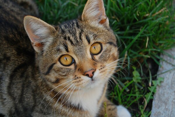 Niedlicher Pussy-Blick auf Gras