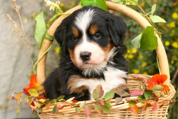 Welpe in einem Korb mit Blättern. schöner berner Schäferhund