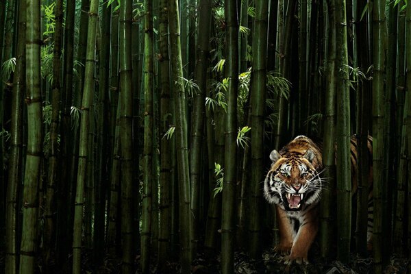 Tiger im grünen Bambus
