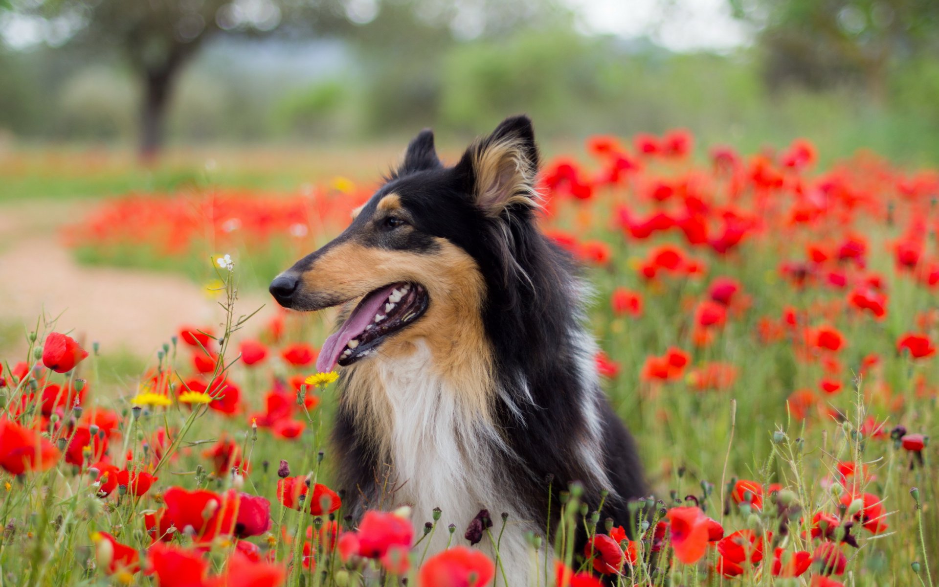 hund blick freund mohnblumen