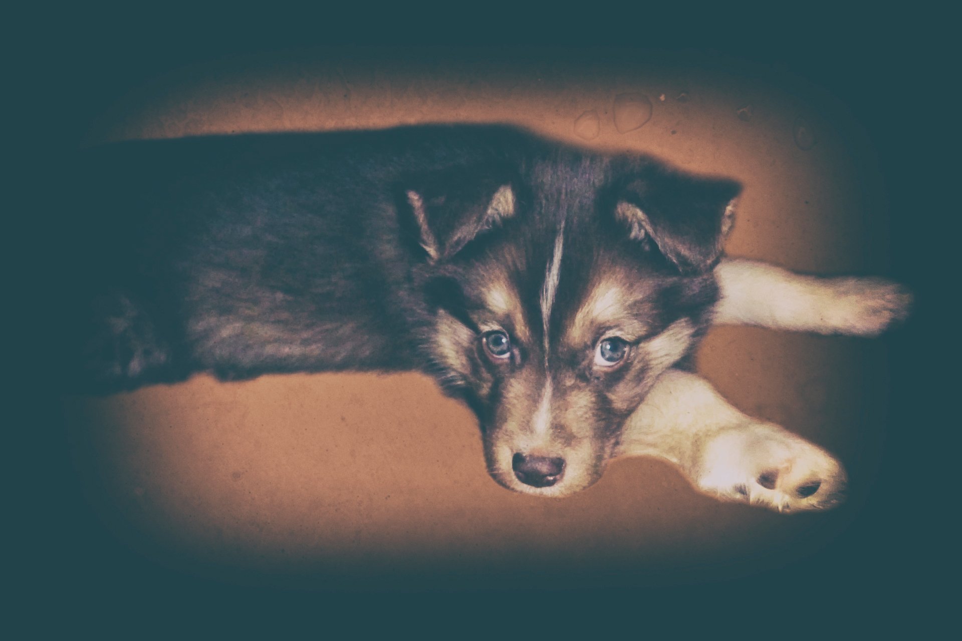 welpe freund hündchen blick filter