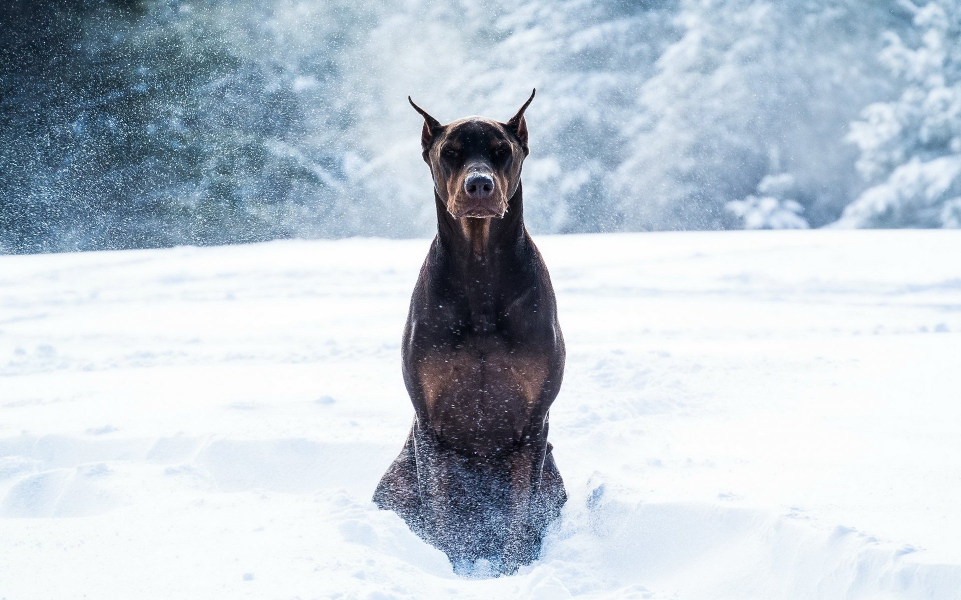 dobermann hund schnee winter