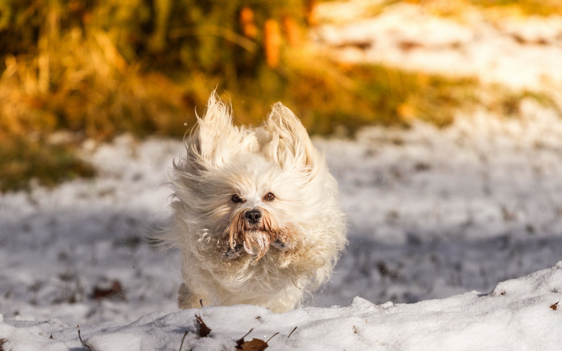 hund freund winter schnee