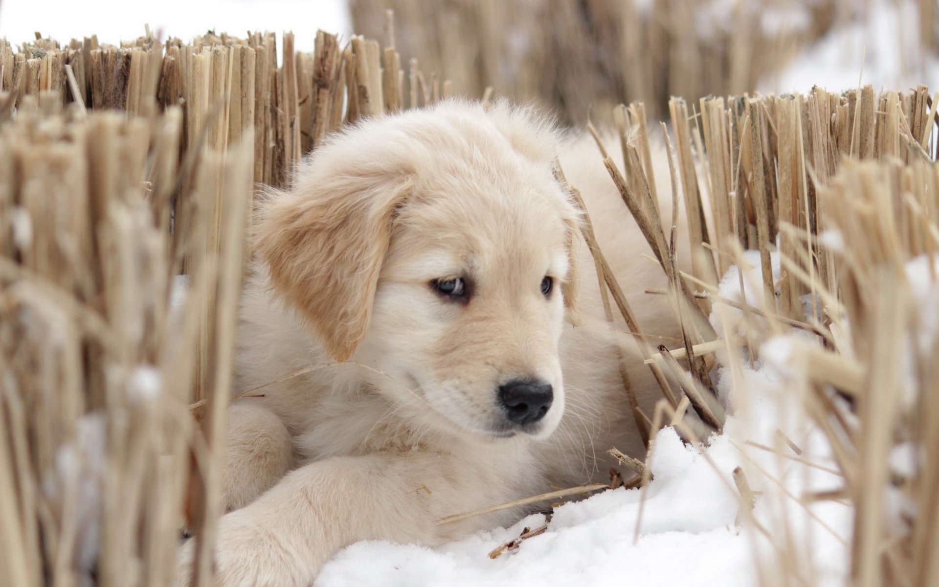 hund blick freund welpe