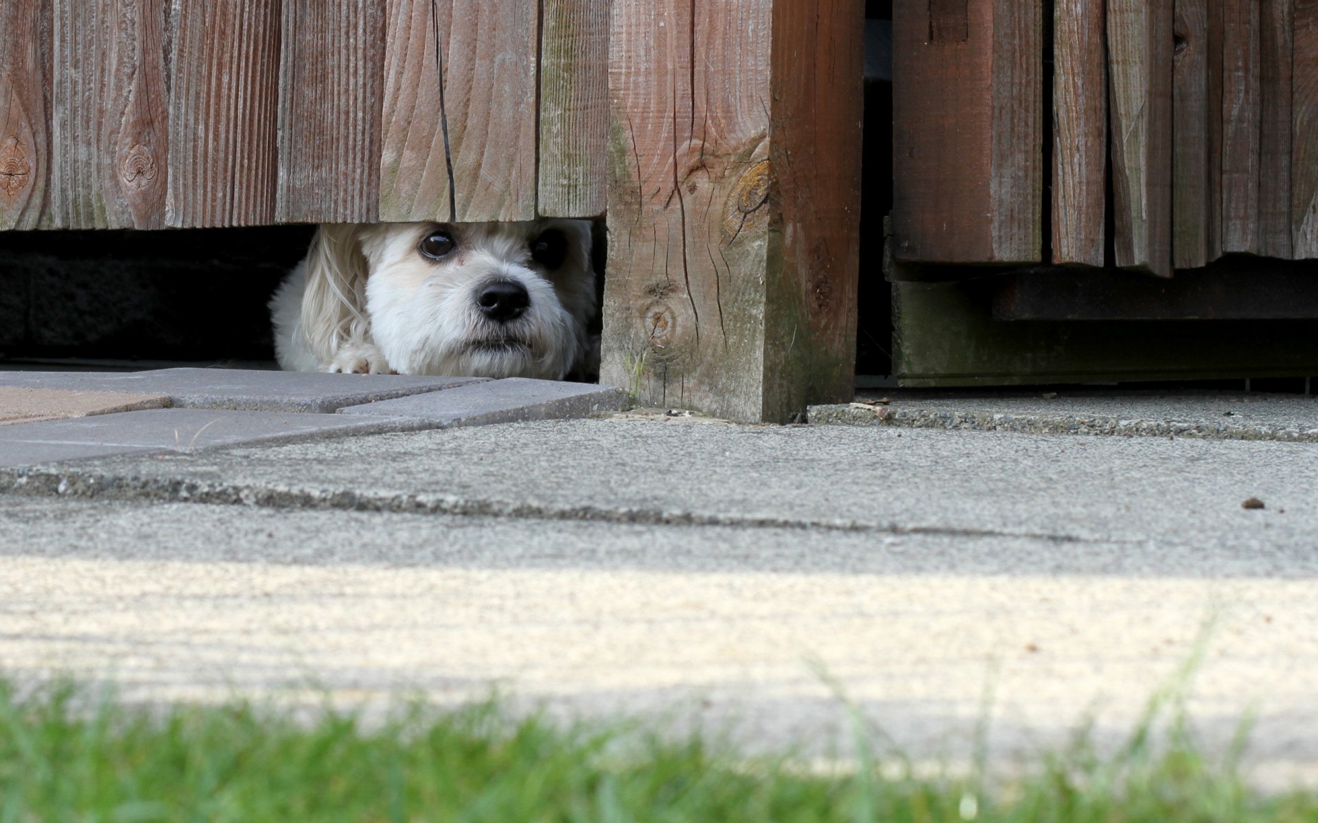 hund blick freund zaun