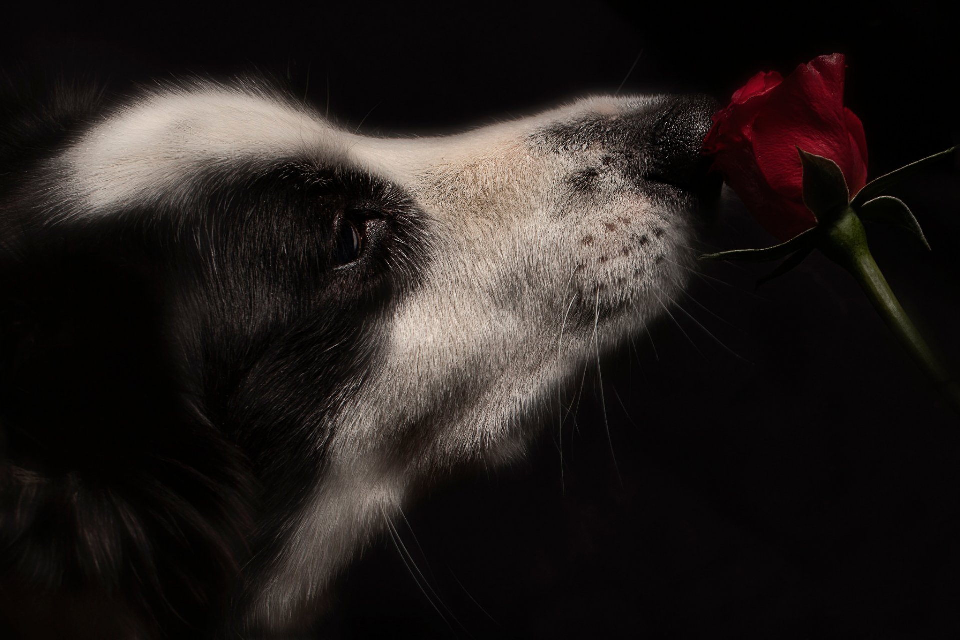 blume rose hund