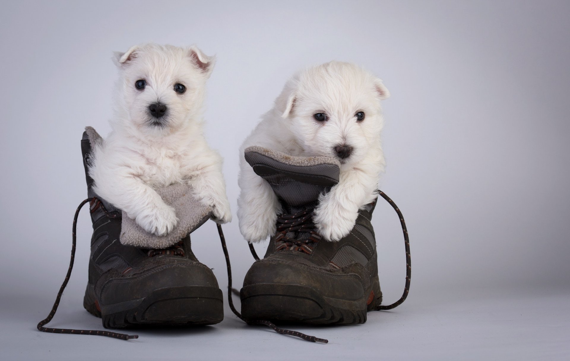 hunde welpen schuhe