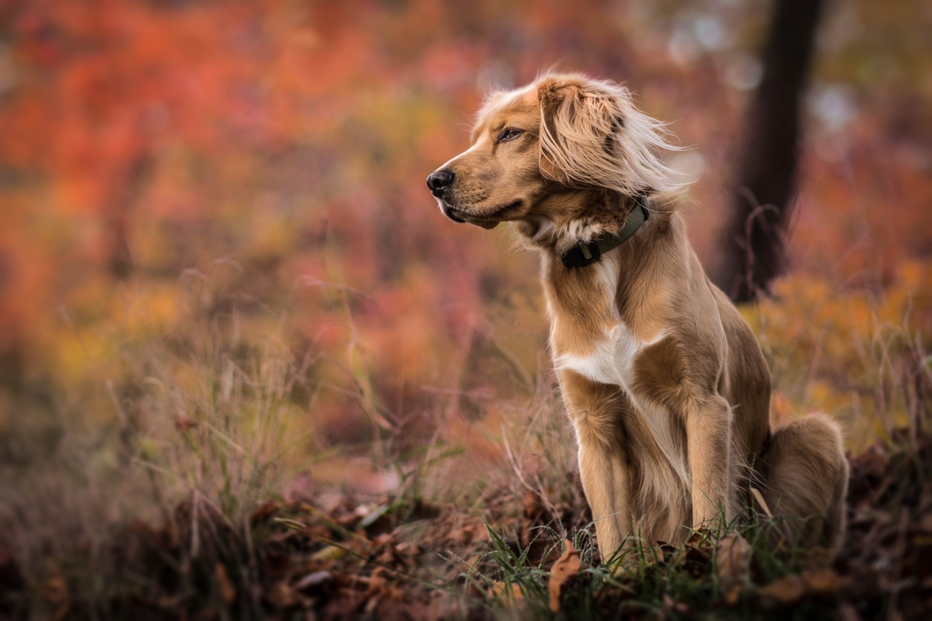 hund gras herbst natur bokeh