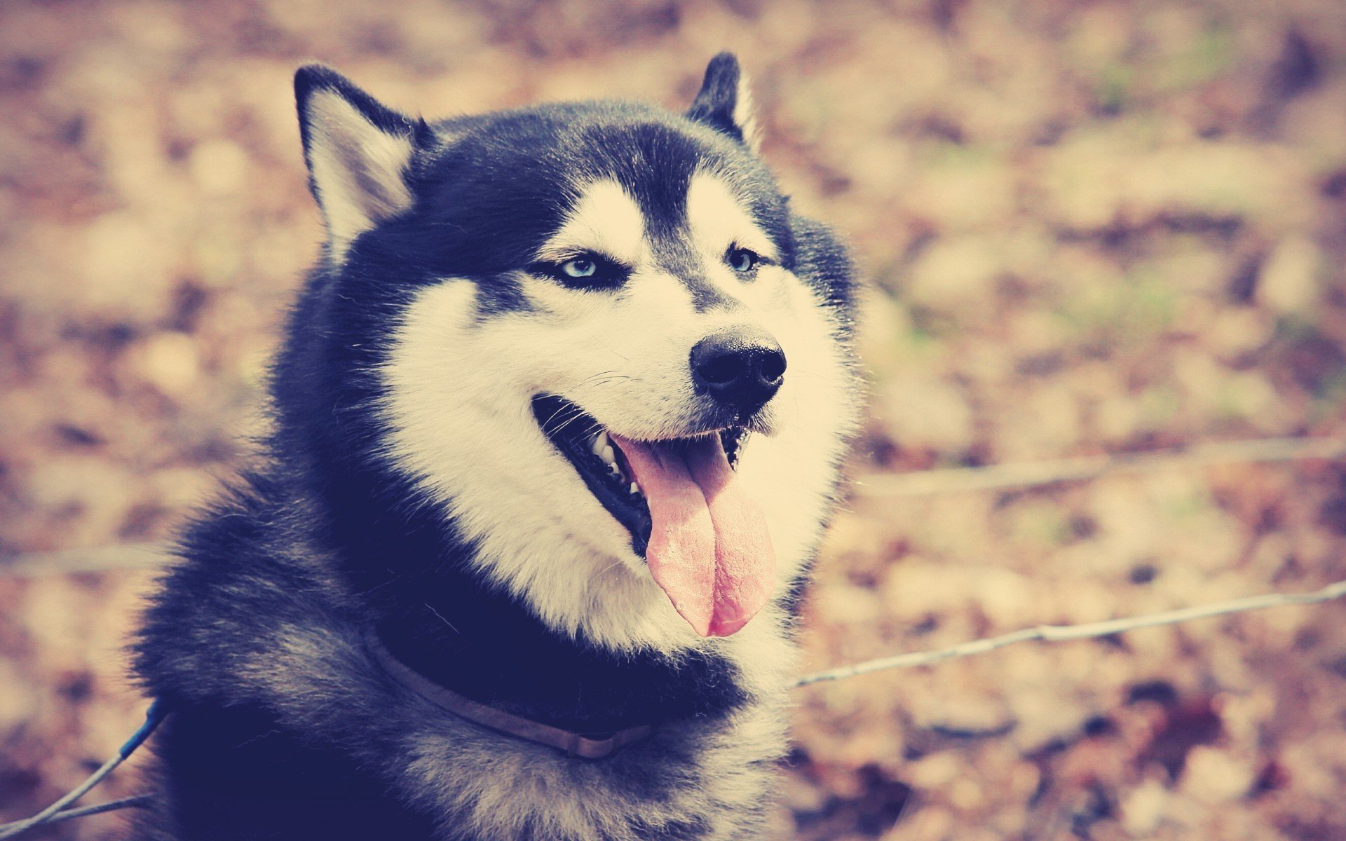 hund blick blaue augen zunge zähne halsband herbst husky blätter natur im freien freund augen jeder