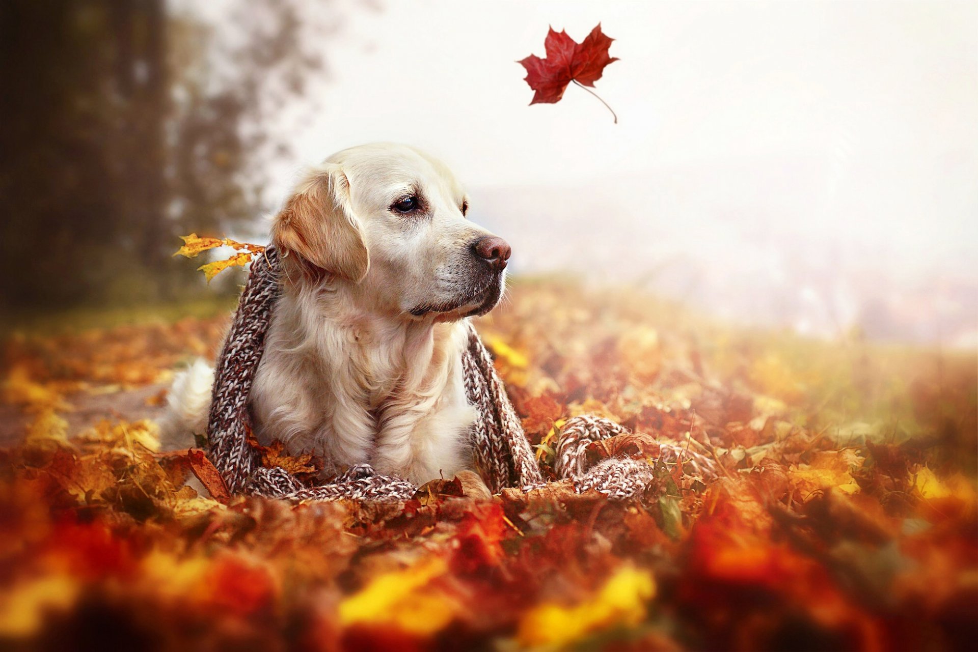 golden retriever hund blätter herbst schal natur