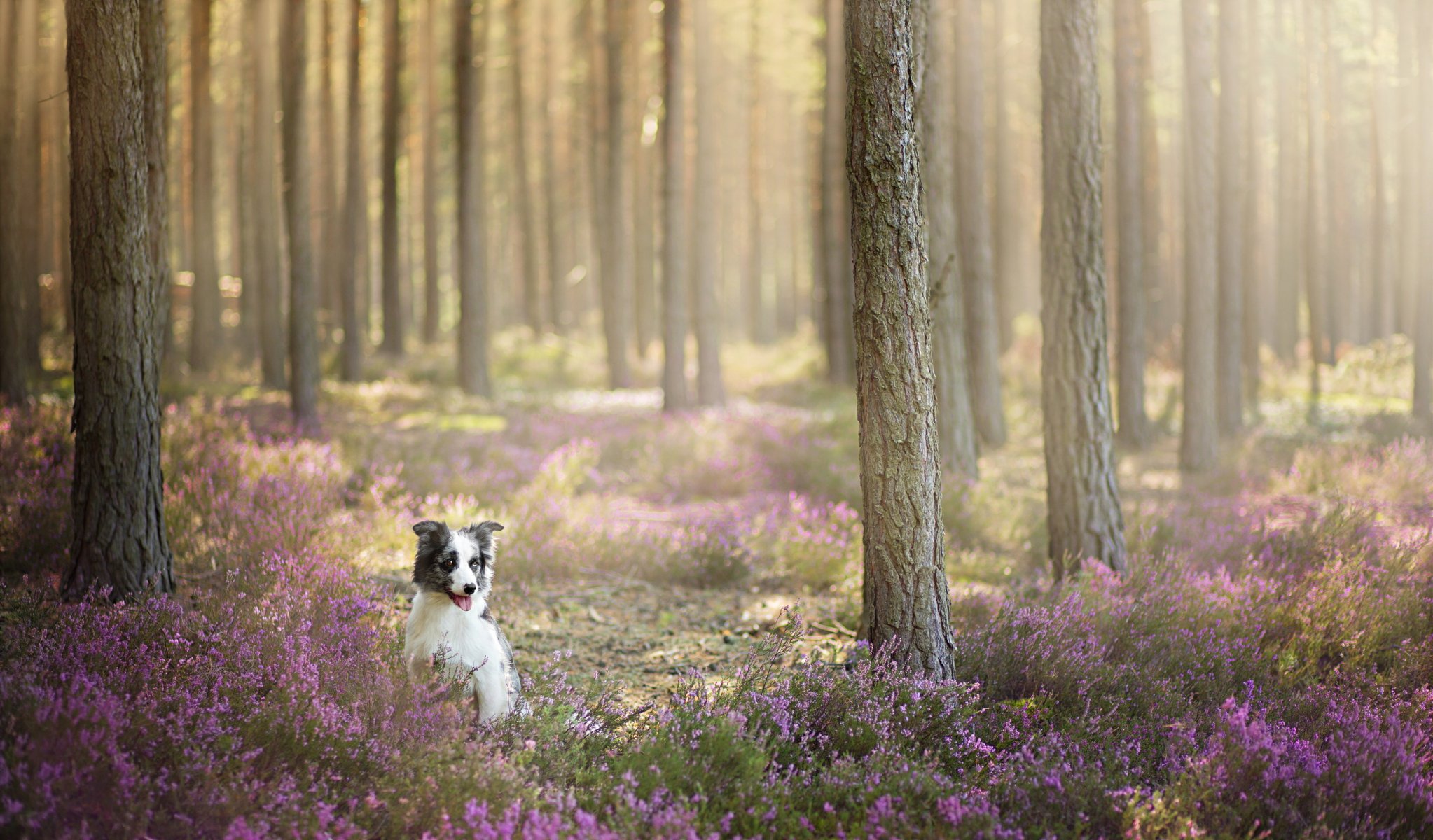 hund blick freund wald