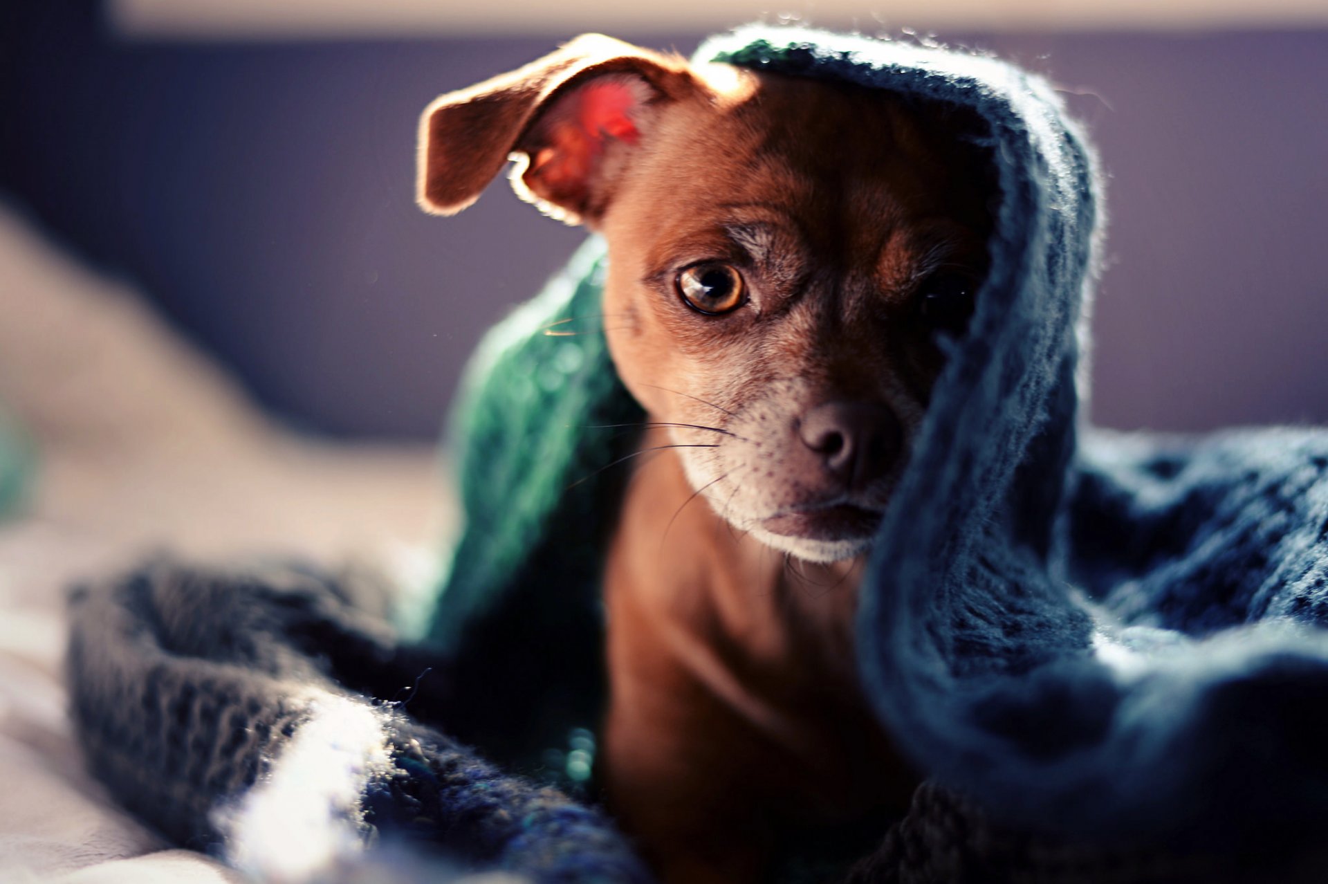 hund welpe blick plaid