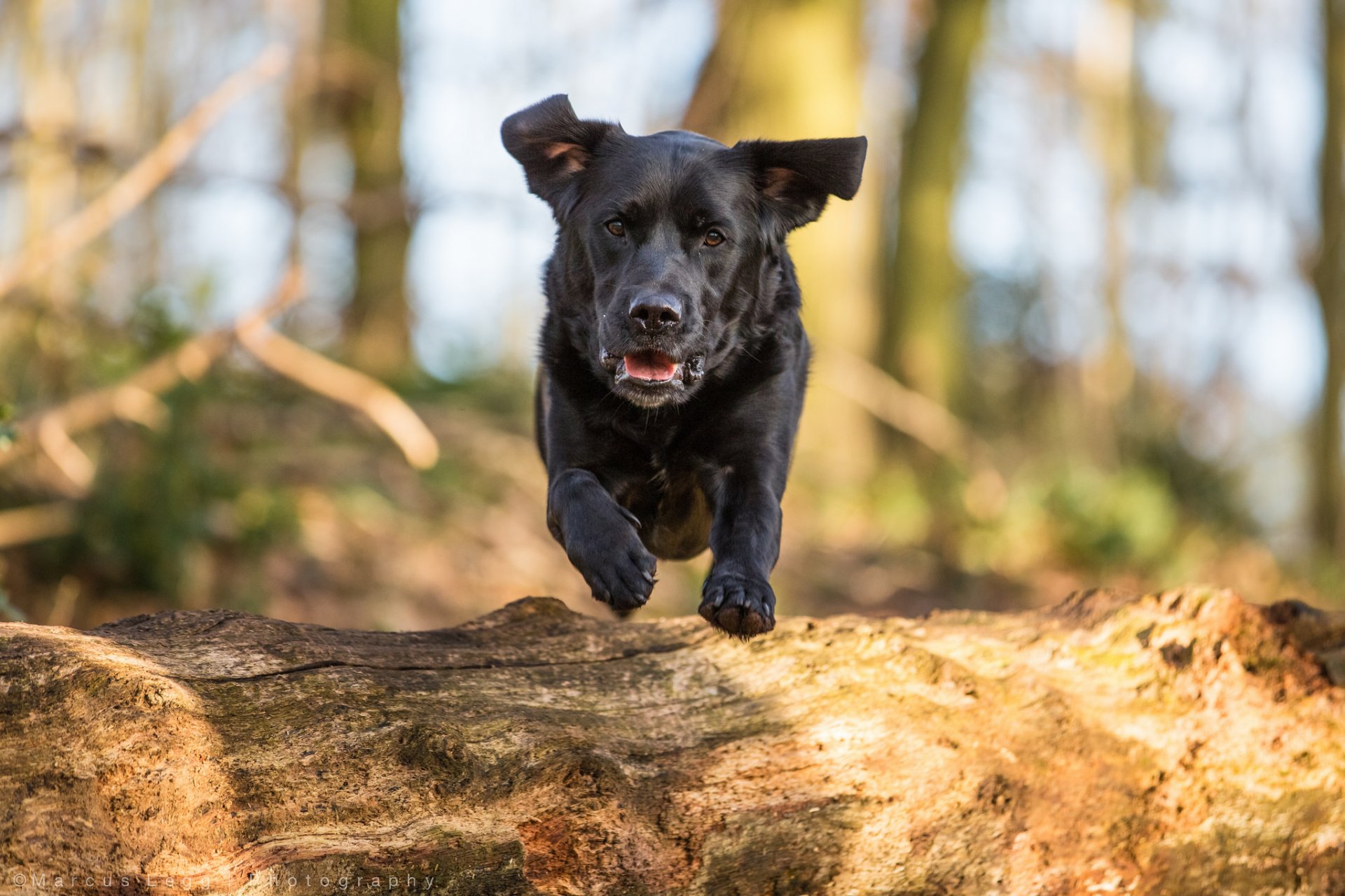hund blick freund laufen