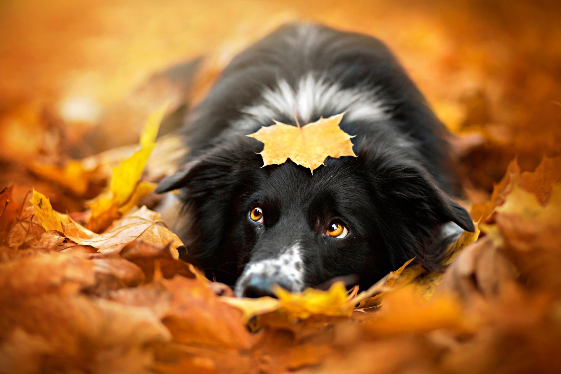 herbst blatt hund