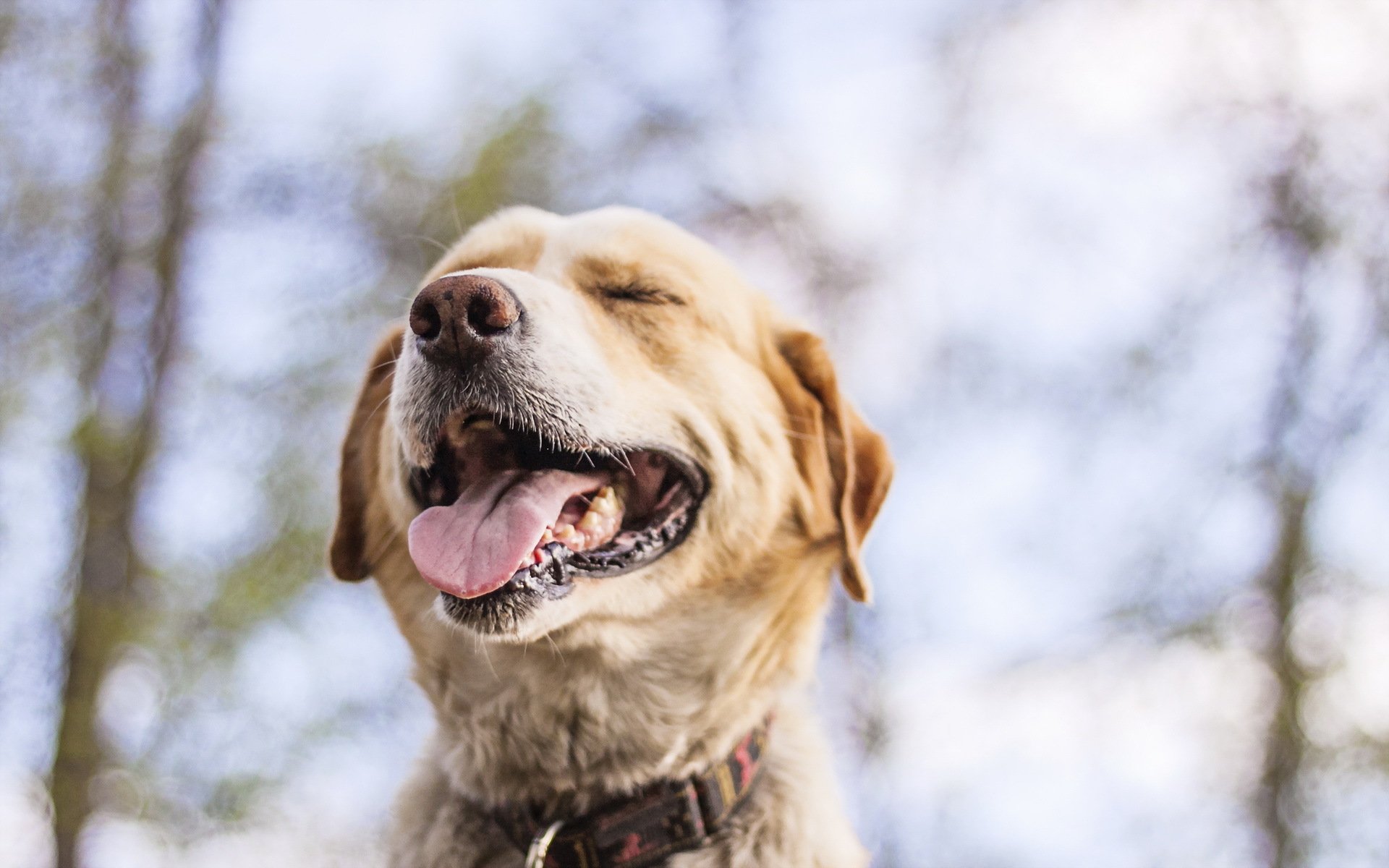 hund schnauze hintergrund